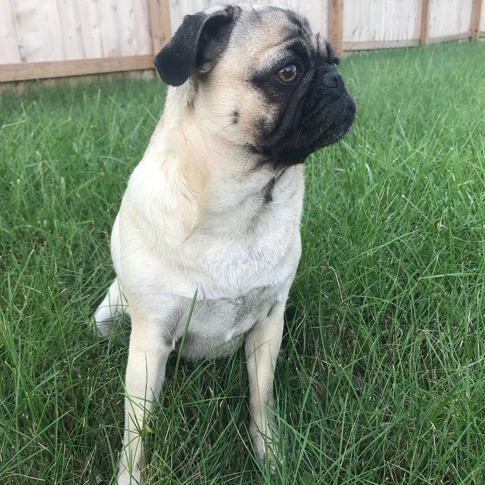 GUP THE PUG MASCOT